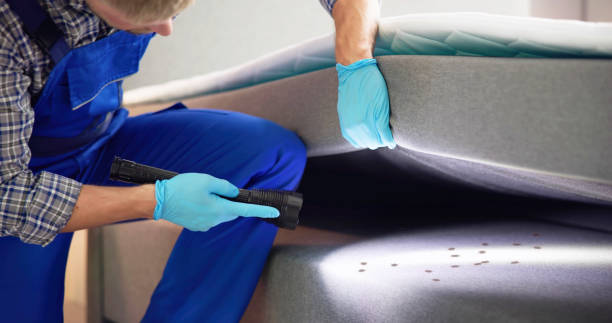 Best Wasp Removal Services  in Mill Plain, CT