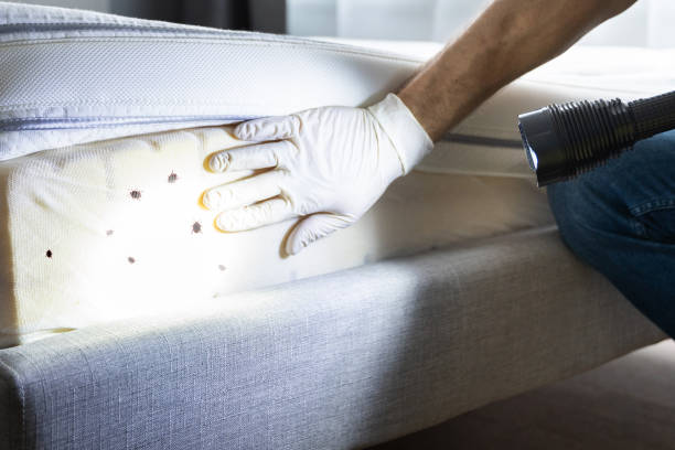 Best Affordable Pest Control Services  in Mill Plain, CT